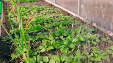 Bahçede yetişen turplar bir su bidonuyla sulanır. Yüksek kaliteli FullHD görüntüler