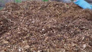 Yonga makinesinin dallarını kestikten sonra talaş düzleştiriyorlar. Yüksek kaliteli FullHD görüntüler