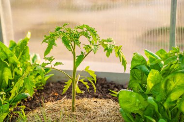 Serada yetişen domates fidanları, saman toprağı, yakın plan...