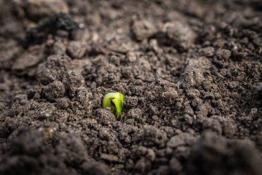 Toprakta filizlenen genç salatalık, yakından. Bahçede filizlenen tohumlar.