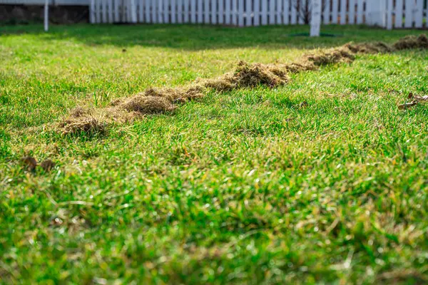 Baharda çimlerin bakımı ve bakımı bittikten sonra.