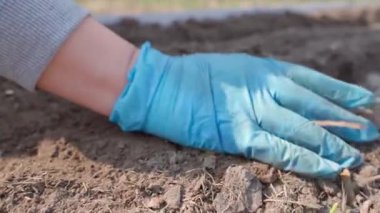 Plastik eldivenli bir kadın, güneşli bir günde sebze bahçesinde çalışır. Yavaş çekimde. Yüksek kaliteli FullHD görüntüler