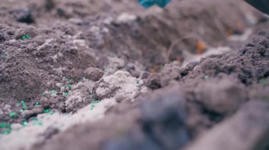 Sebze bahçesine soğan ekme işlemi, yakın plan. Yüksek kaliteli FullHD görüntüler