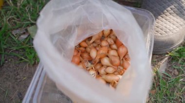 Ekmeye hazır soğan tohumlarıyla dolu plastik torba, yakın plan. Yüksek kaliteli FullHD görüntüler