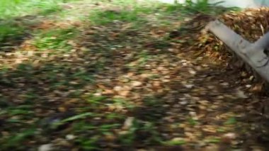 Topraktan talaş ve ağaç dallarını tırmıkla temizlemek. Yüksek kaliteli FullHD görüntüler