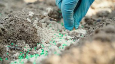 Bahçe toprağı kum ve yeşil granüler haşere kontrol katkı maddesi ile karışıyor. Bahçeye soğan ekiyorum. Yüksek kaliteli FullHD görüntüler