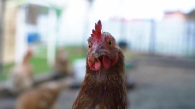 Tavuk, bulanık bir arkaplanda kareye yakından bakıyor. Yüksek kaliteli FullHD görüntüler