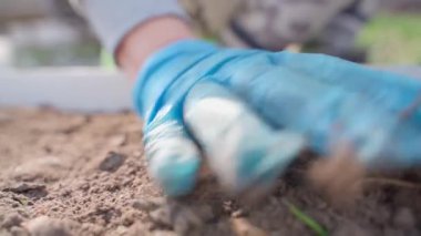 Eldivendeki bir el ekilen tohumları toprakla kaplar, yakın plan. Bahçede bahar işi. Yüksek kaliteli FullHD görüntüler