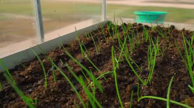 Bir serada yeşil soğan yetiştiren bir yatağın üzerinde kamera hareketi. Seradaki yatak plastik ambalajla kaplı. Yüksek kaliteli FullHD görüntüler