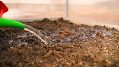 Boş bir yatağı serada bir su bidonuyla sulamak, yavaş çekimde yakın çekim. Yüksek kaliteli FullHD görüntüler