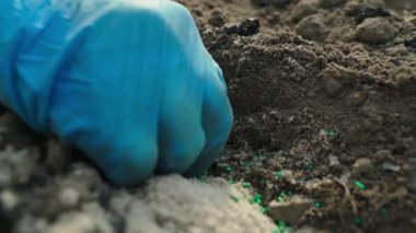 Eldivenli bir el, soğan tohumlarını yakın planda bir sırada eker. Haşerelere karşı toprak katkı maddesi. Yüksek kaliteli FullHD görüntüler