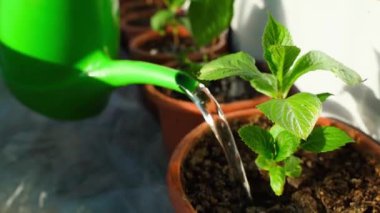 Yeşil bir sulama kutusundan bir demlikte büyüyen bir ortancayı sulamak, ağır çekim. Yüksek kaliteli FullHD görüntüler