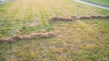 Kış sonrası çimenliklerden kuru otları temizliyorum. Yüksek kaliteli FullHD görüntüler