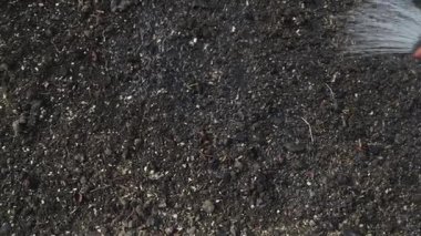 Toprağı sulama tenekesinden sulamak, yavaş çekim, üst manzara. Yüksek kaliteli FullHD görüntüler