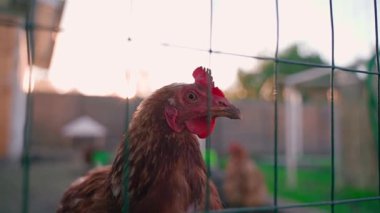 Lohmann kahverengi tavuğu çitin arkasına yakın çekim. Yüksek kaliteli FullHD görüntüler
