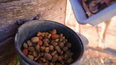 Tavuk kemikleri köpek yemliğine dökülüyor, yakın plan. Aç köpek. Yüksek kaliteli FullHD görüntüler