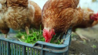 Lohmann Brown tavukları yavaş çekimde yeşillik yiyor. Yüksek kaliteli FullHD görüntüler