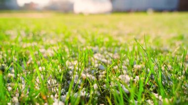 Güneş doğarken çimenler hafif karla kaplanır, yakın plan. Yüksek kaliteli FullHD görüntüler