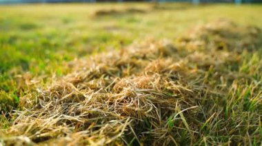 Baharda çimenleri kuru otlardan temizliyorum, yakın plan. Yüksek kaliteli FullHD görüntüler