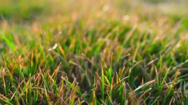 Sabahları çimenler, yakın plan, kamera hareketleri. Yüksek kaliteli FullHD görüntüler