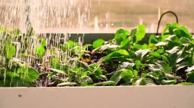 Gün batımında serada bir yatağı sulama tenekesiyle sulamak, ağır çekim. Yüksek kaliteli FullHD görüntüler