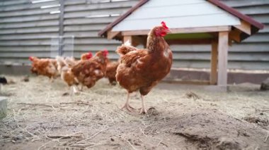 Lohmann Brown tavukları koşu alanında yürüyor. Yüksek kaliteli FullHD görüntüler