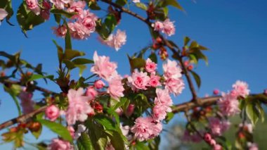 Gökyüzü arka planında genç çiçek açan sakura ağacı. Yüksek kaliteli FullHD görüntüler
