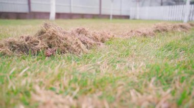 Mevsimlik kuru otların temizlenmesi sırasında çimenlik, düzgün kamera hareketi. Yüksek kaliteli FullHD görüntüler