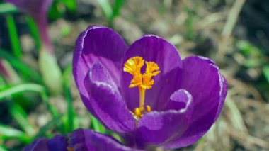 Arılar güneşli bir günde mor renkli tarlaları tozluyorlar. Yüksek kaliteli FullHD görüntüler