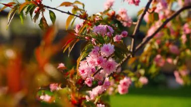 Bulanık arka planda sakura üzerine pembe çiçekler, pürüzsüz kamera hareketi. Yüksek kaliteli FullHD görüntüler