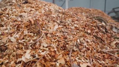 Bir yonga makinesinin dallarını kestikten sonra dağ gibi talaş. Yakın plan. Yüksek kaliteli FullHD görüntüler