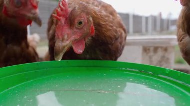 Tavuklar sümsük içer, yakından. Yüksek kaliteli FullHD görüntüler