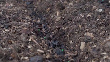 Yeşil tohumları arka arkaya ekme süreci, yakın plan. Yüksek kalite 4k görüntü