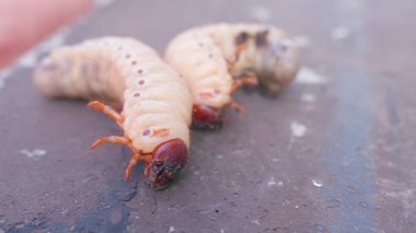 Yakın plan iki gergedan böcek larvası. Yüksek kalite 4k görüntü