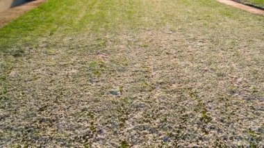 Baharda kar yağışından sonra gün doğumunda çimenlikte. Çimlerin üzerinde eriyen karlar. Yüksek kaliteli FullHD görüntüler