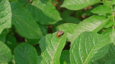 Güneşli bir günde patates yaprağının üzerinde oturan Colorado patates böceği, yakın plan. Yüksek kalite 4k görüntü