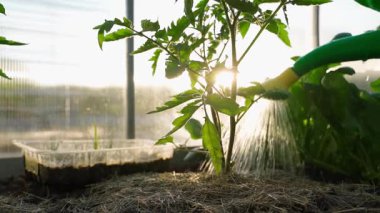 Gün batımına karşı seradaki bir su kutusundan domates fidelerini yavaşça sulamak. Yüksek kaliteli FullHD görüntüler