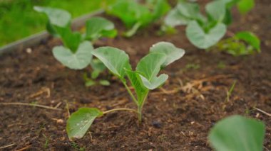 Sebze bahçesinde lahana fidanları yetiştiren yumuşak bir kamera hareketi. Yüksek kaliteli FullHD görüntüler