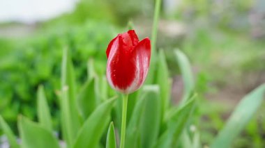 Yağmurdan sonra damlalar halinde kırmızı ve beyaz lale, bulanık arka planda yakın plan. Pürüzsüz parallaks. Yüksek kaliteli FullHD görüntüler