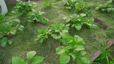 Genç patatesler Colorado patates böceğine karşı spreyle tedavi edilir. Yüksek kalite 4k görüntü