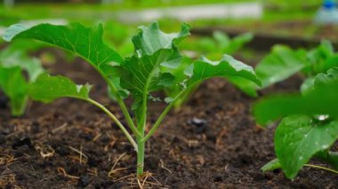 Sebze bahçesi yatağında büyüyen lahana fideleri, düzgün kamera hareketleri. Yüksek kaliteli FullHD görüntüler