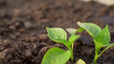 Büyüyen bir çan biberi filizinin yaprağının üzerindeki bir damla su, yakın plan. Yüksek kaliteli FullHD görüntüler