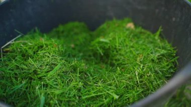 Yeşil çim biçme kovası etrafında düzgün bir kamera hareketi, yakın plan. Yüksek kaliteli FullHD görüntüler