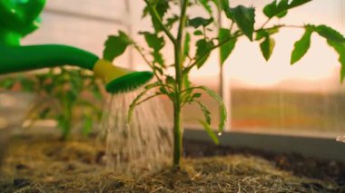 Gün batımında yavaş çekimde sulama kutusundan sulanan genç domates filizleri. Yüksek kaliteli FullHD görüntüler