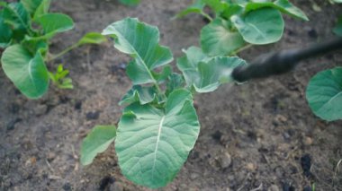 Haşerelere karşı lahana sıkmak, yakın plan. Yüksek kalite 4k görüntü