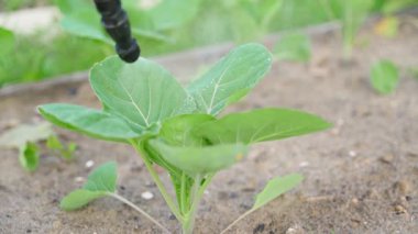 Lahana tohumu zararlılara karşı bir çözelti ile tedavi ediliyor, yakın plan. Yüksek kalite 4k görüntü