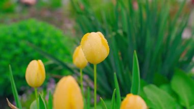 Yağmurdan sonra damlalar halinde sarı laleler, bulanık arka planda yakın plan. Yüksek kaliteli FullHD görüntüler