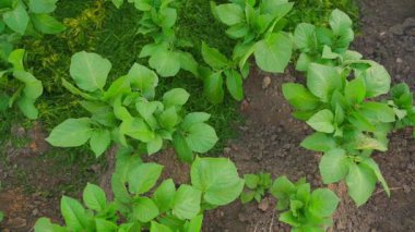 Sebze bahçesinde yetişen patatesler, biçilmiş çimlerle çimenlik çimenler. Yüksek kaliteli FullHD görüntüler