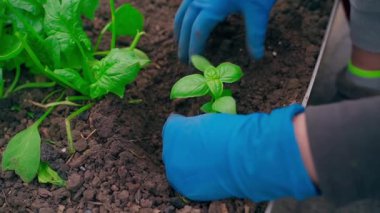 Dişi eller seraya fesleğen ekiyor, yavaş çekimde yakın plan. Yüksek kaliteli FullHD görüntüler