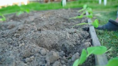 Ekmeden önce lahana fidanlarıyla birlikte sebze bahçesi yatağı. Yüksek kaliteli FullHD görüntüler